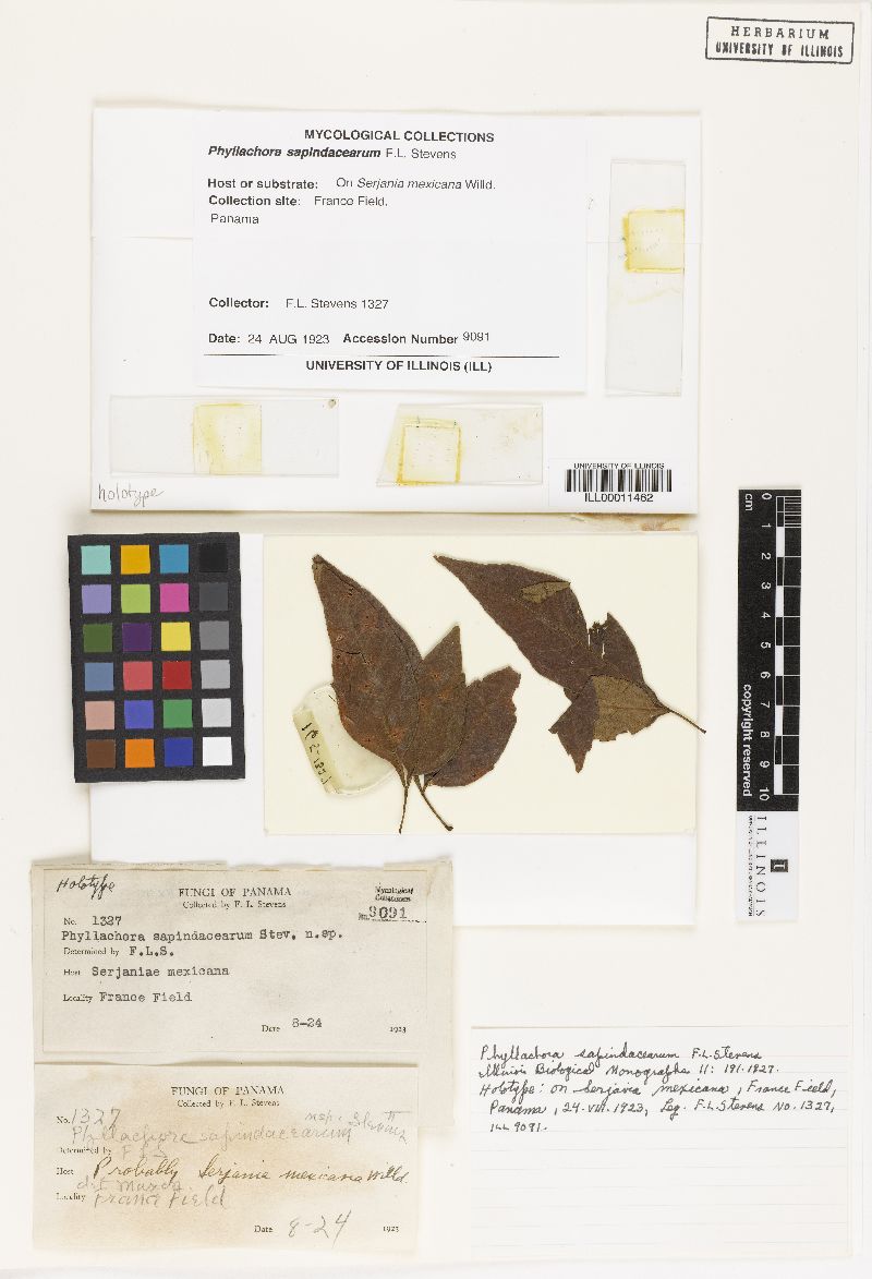 Phyllachora sapindacearum image