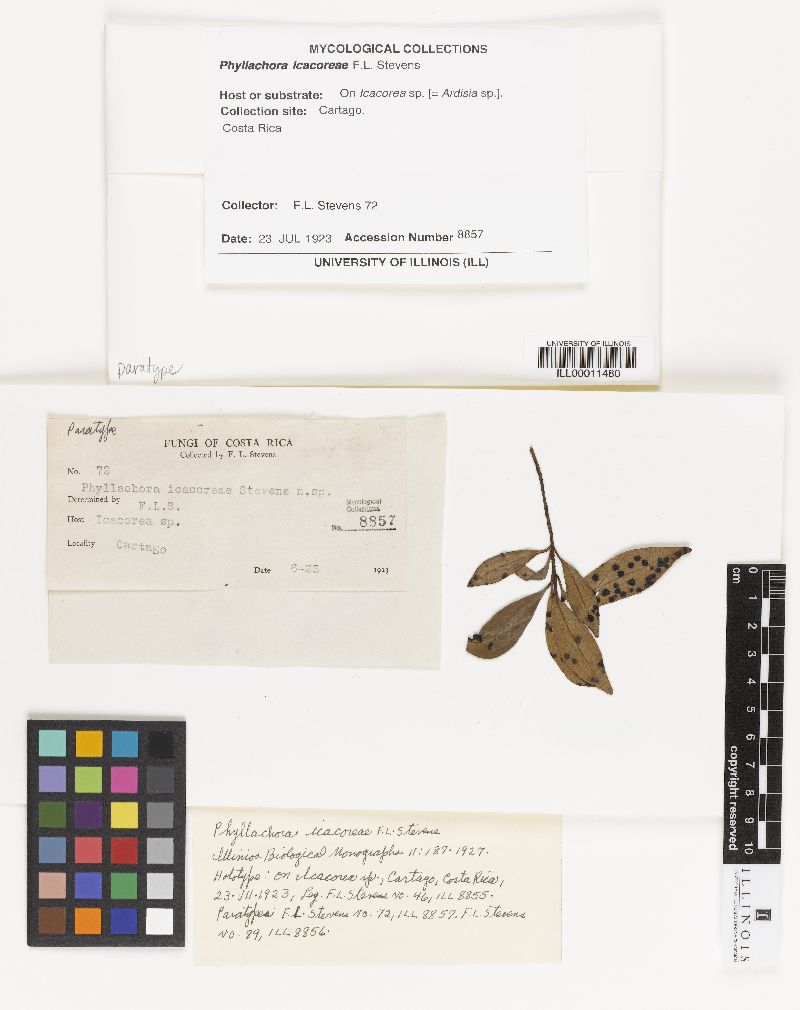 Phyllachora icacoreae image