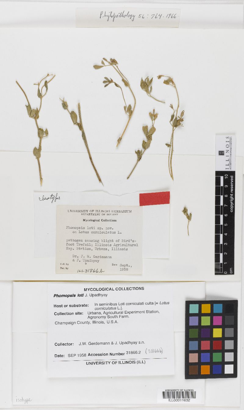 Phomopsis loti image