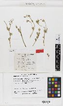Phomopsis loti image