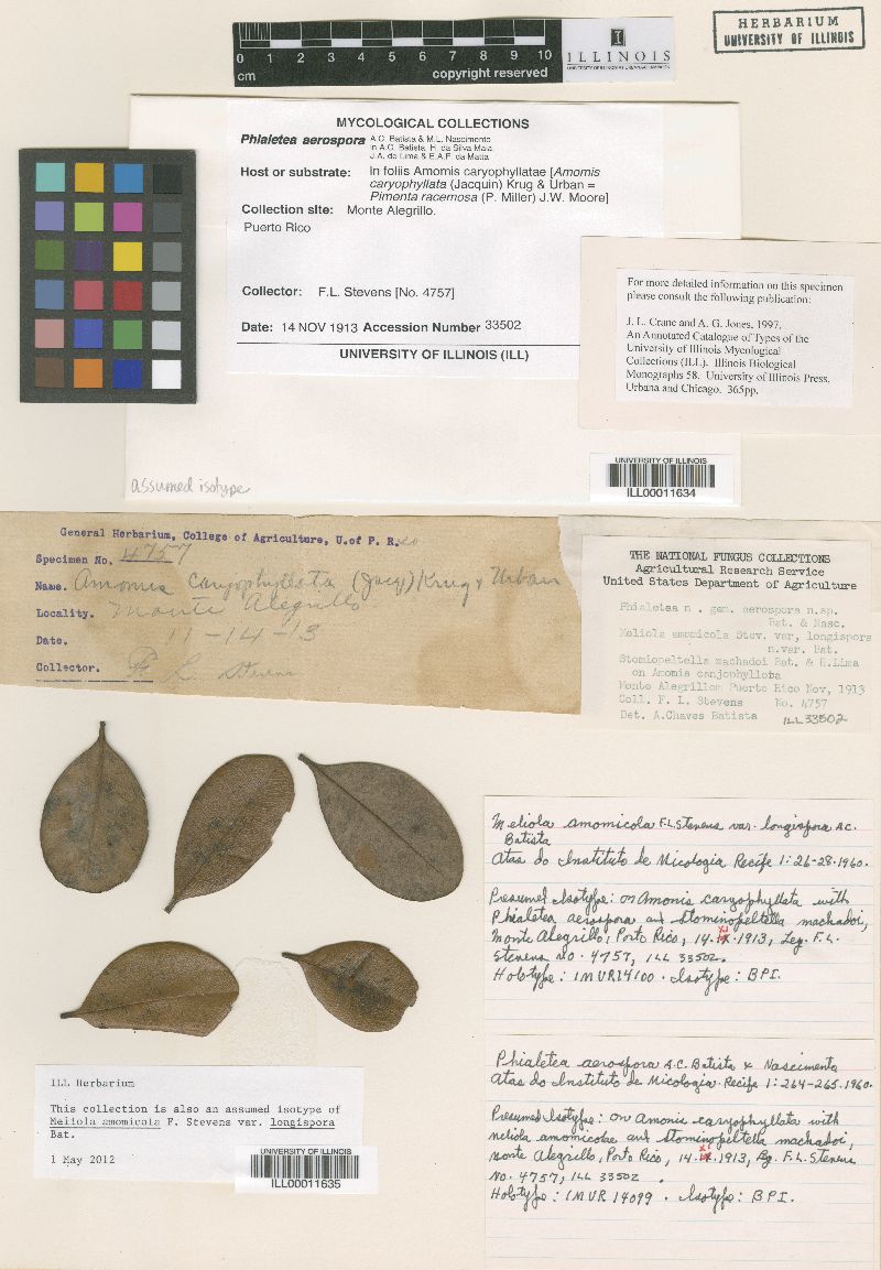 Meliola amomicola image