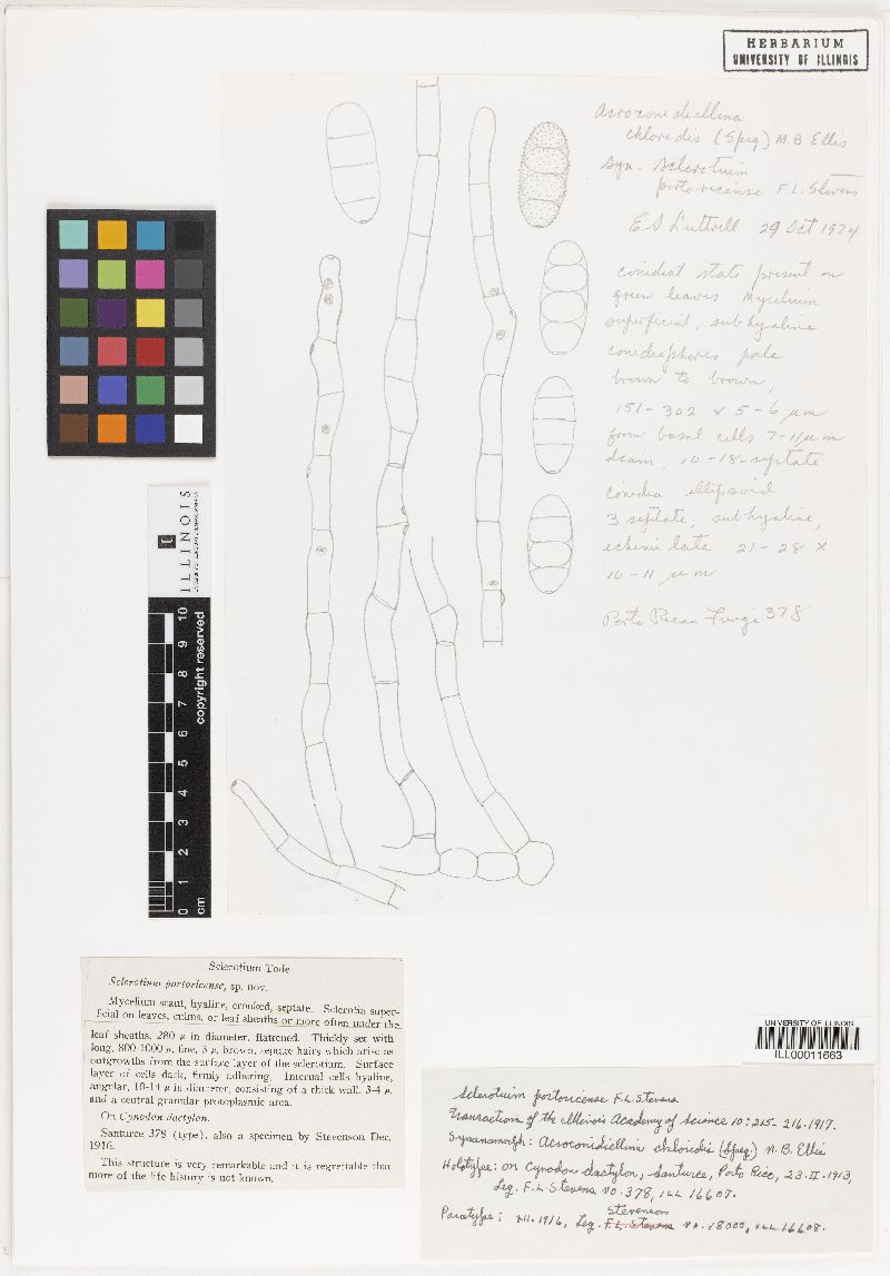 Sclerotium portoricense image