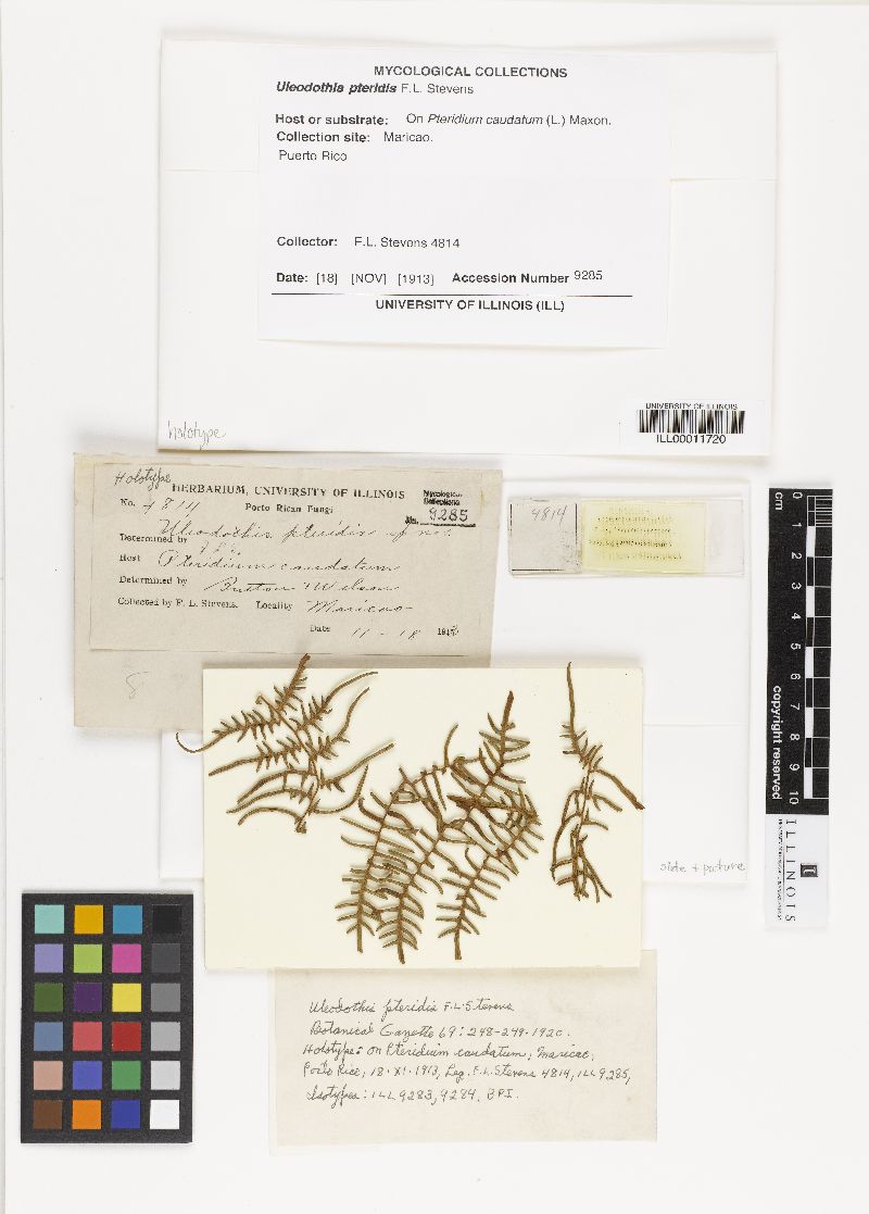 Uleodothis pteridis image