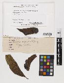 Phyllachora bourreriae image