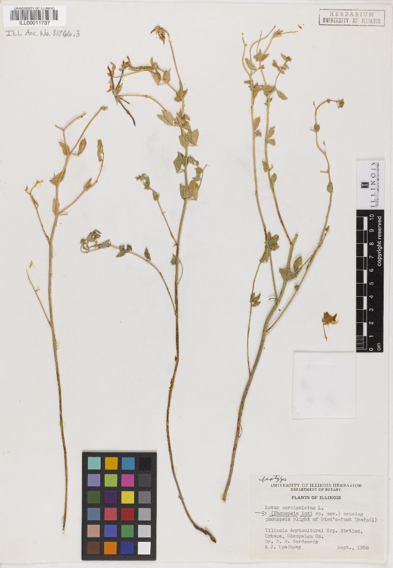Phomopsis loti image
