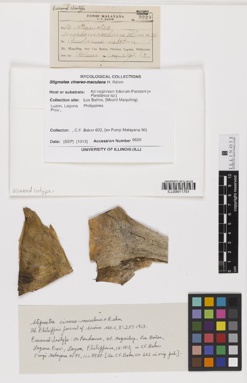 Stictis myricae image