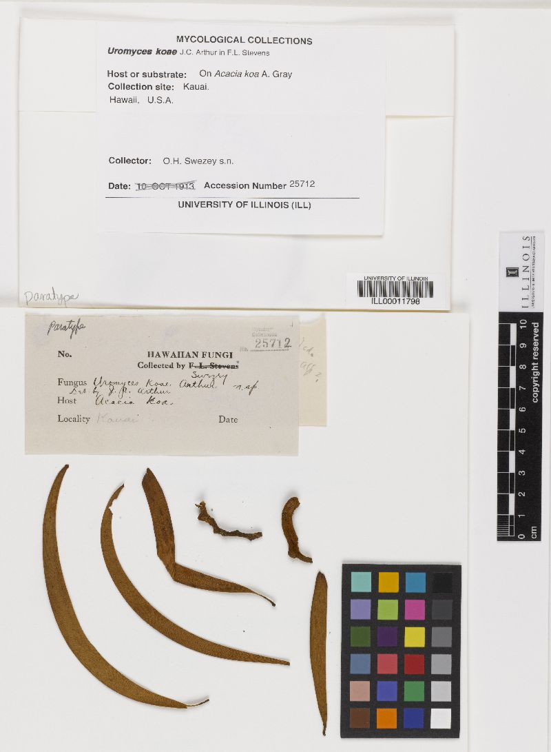Endoraecium koae image