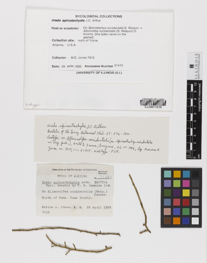 Uredo spirostachydis image