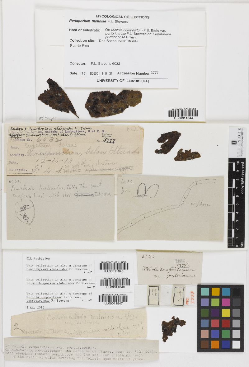 Helminthosporium glabroides image
