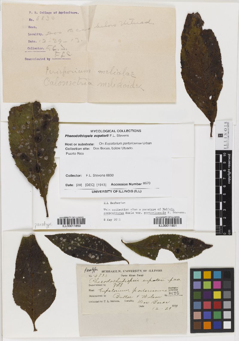 Coleosporium compositarum image
