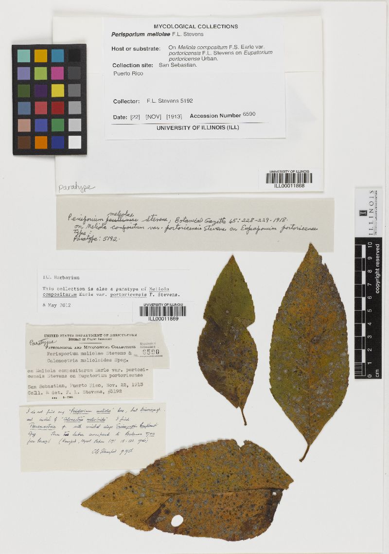 Perisporium meliolae image