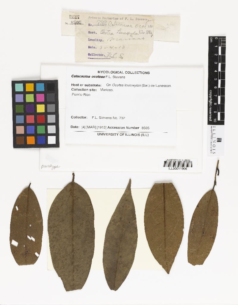 Phyllachora perplexans image