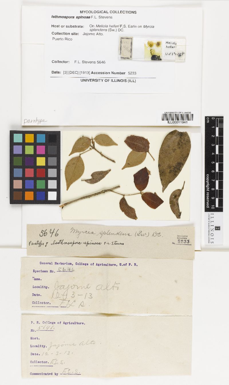 Isthmospora spinosa image