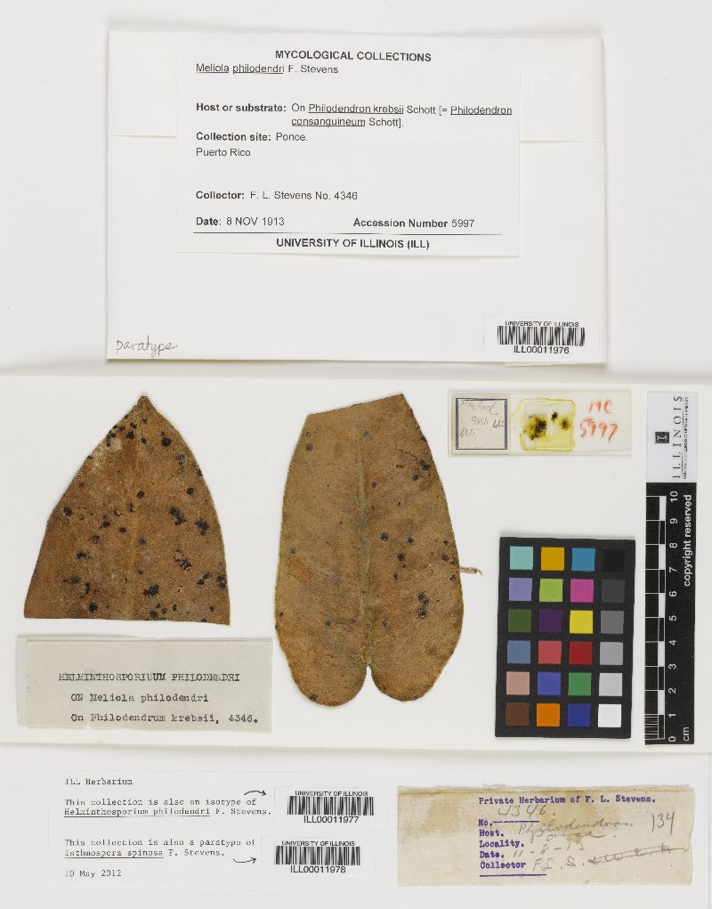 Isthmospora spinosa image