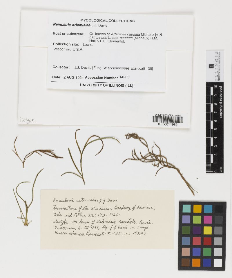 Ramularia artemisiae image