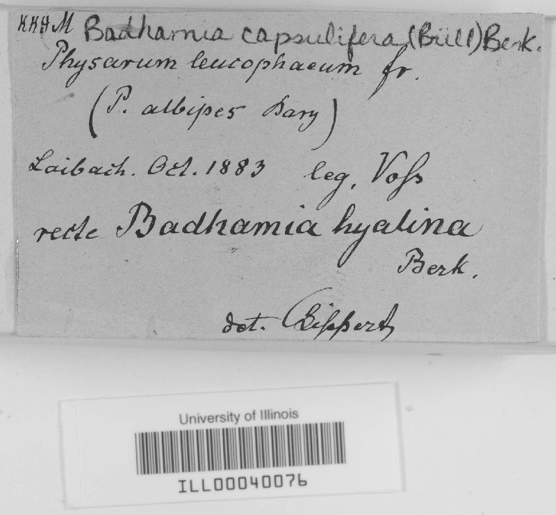 Badhamia capsulifera image