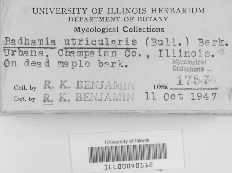 Badhamia utricularis image