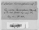 Craterium leucocephalum var. leucocephalum image