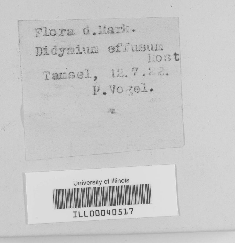 Didymium effusum image