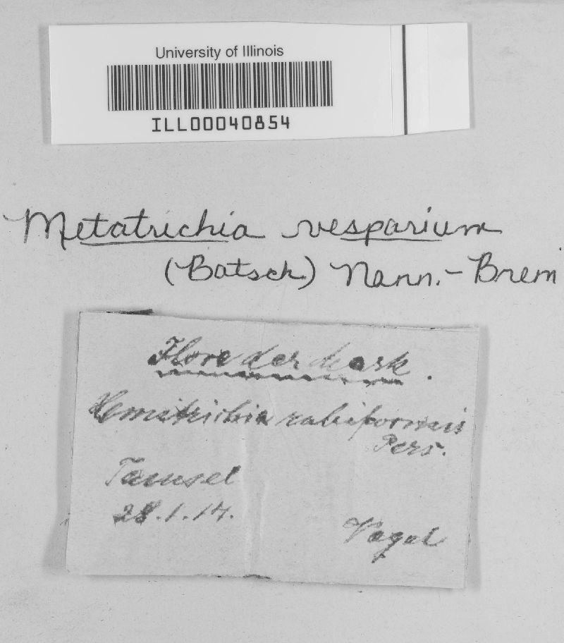 Metatrichia vesparium image