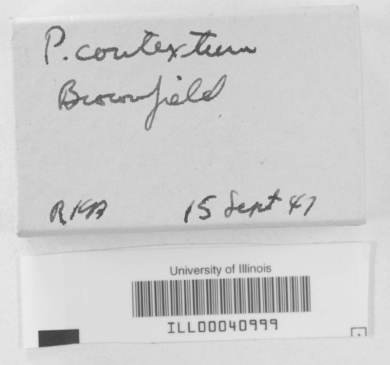 Physarum contextum image