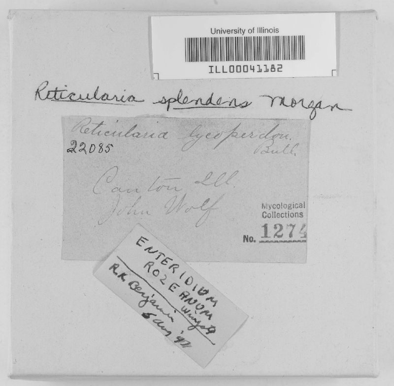 Reticularia olivacea image