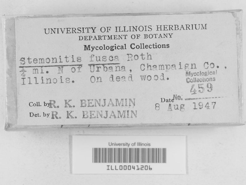 Stemonitis fusca image