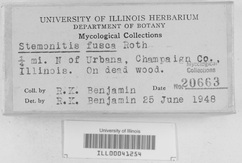 Stemonitis fusca image