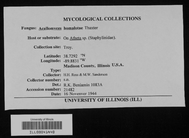 Acallomyces homalotae image