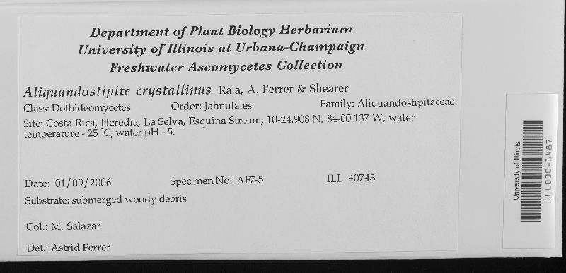 Aliquandostipite crystallinus image