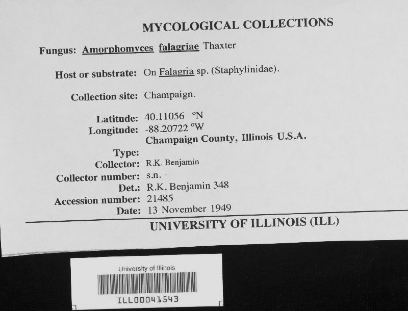 Amorphomyces falagriae image