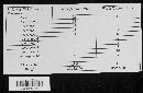 Annulatascus velatispora image