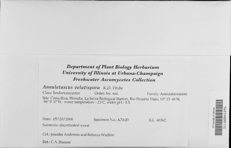 Annulatascus velatispora image