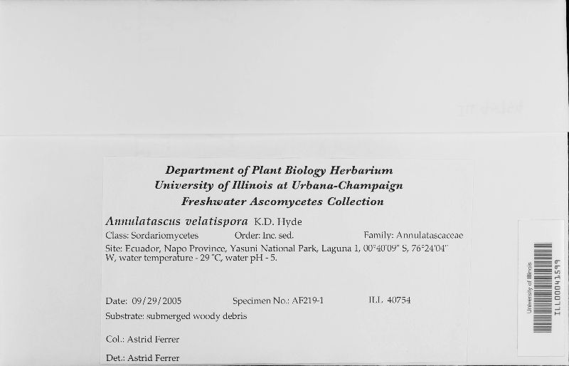Annulatascus velatispora image