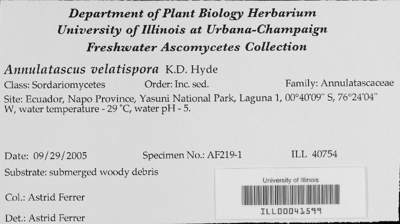 Annulatascus velatispora image