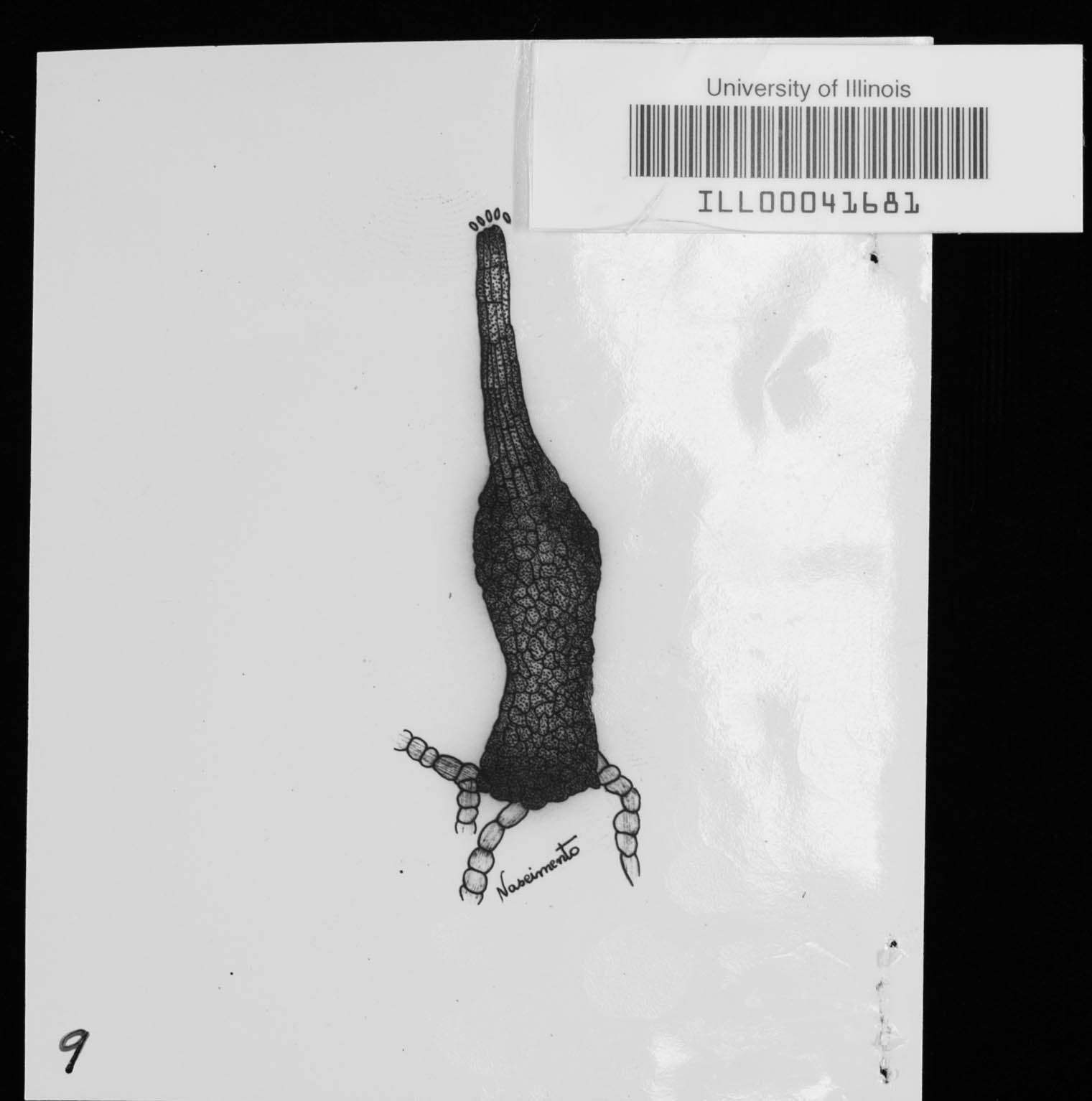 Antennellina hawaiiensis image