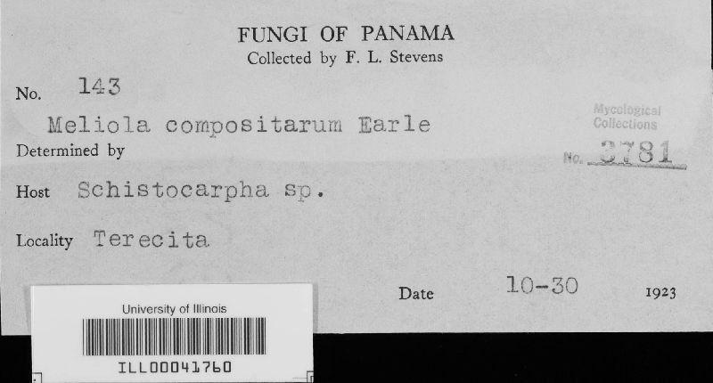 Appendiculella image