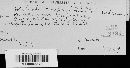Appendiculella sororcula image