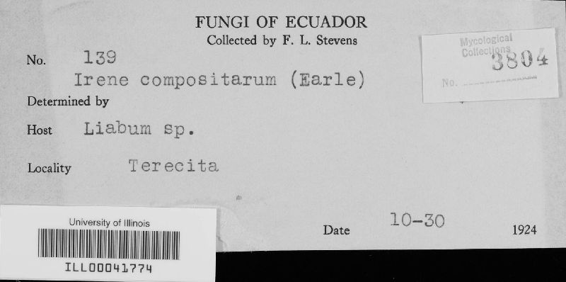 Appendiculella image