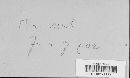 Appendiculella sororcula image
