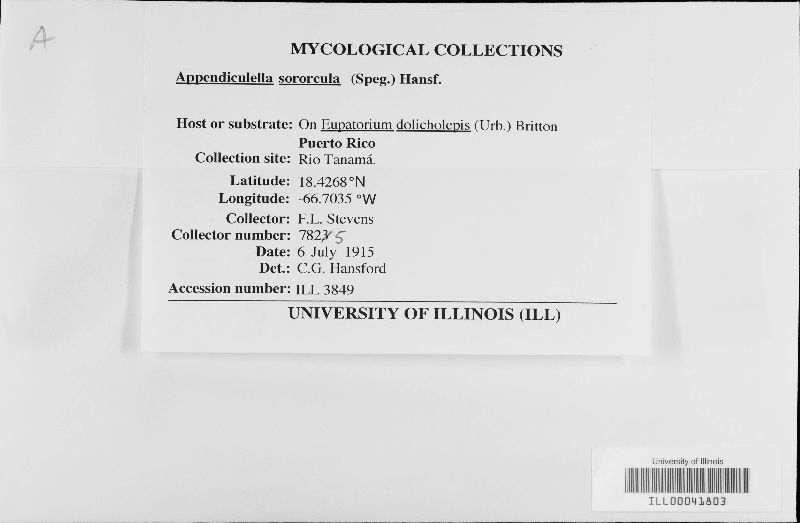 Appendiculella sororcula image