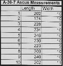 Ascitendus austriacus image