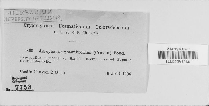 Coprotus granuliformis image