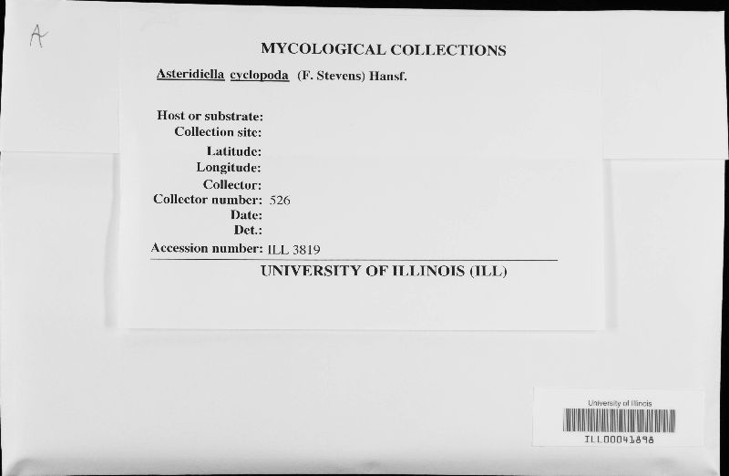 Asteridiella cyclopoda image