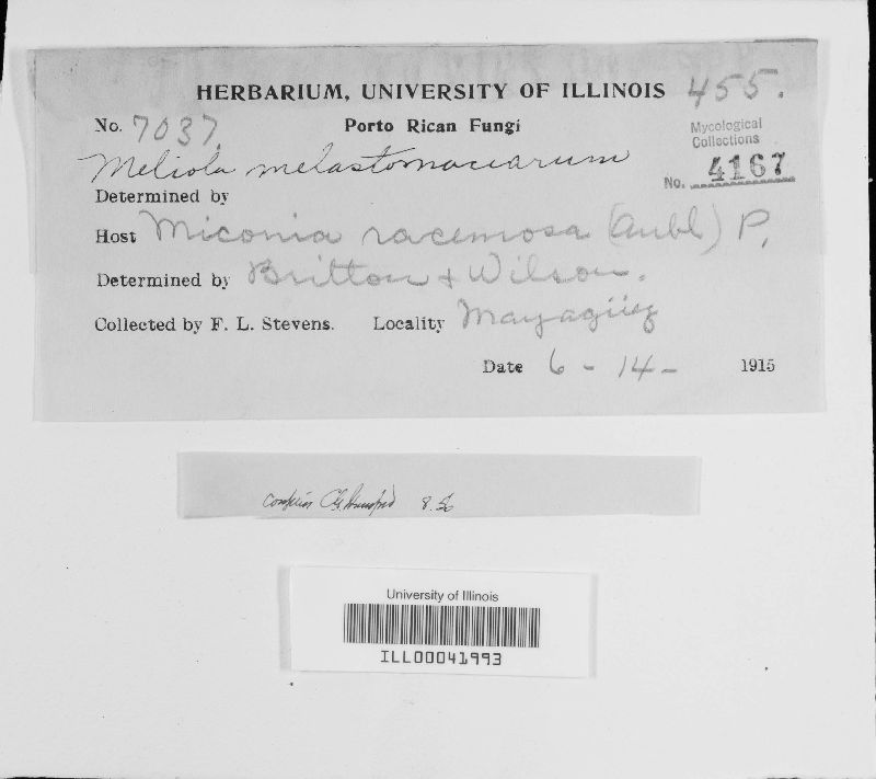 Asteridiella melastomatacearum image