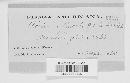 Aecidium aesculi image