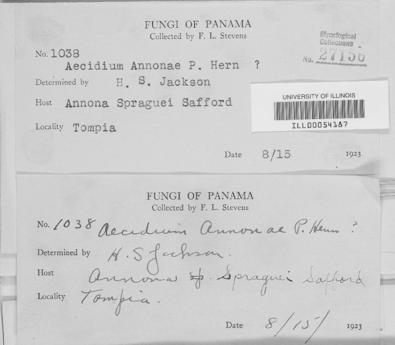 Aecidium anonae image