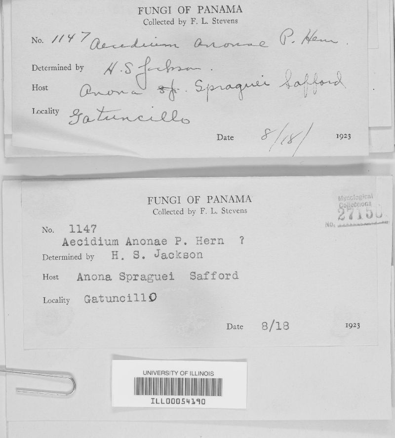 Aecidium anonae image