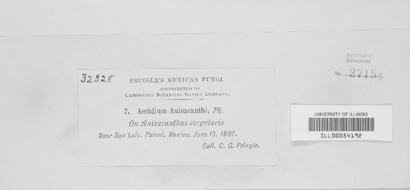 Aecidium anisacanthi image