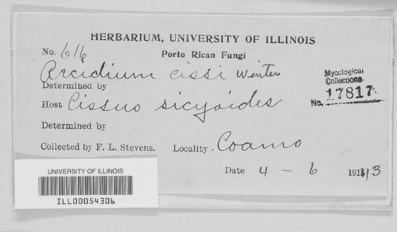 Aecidium cissi image